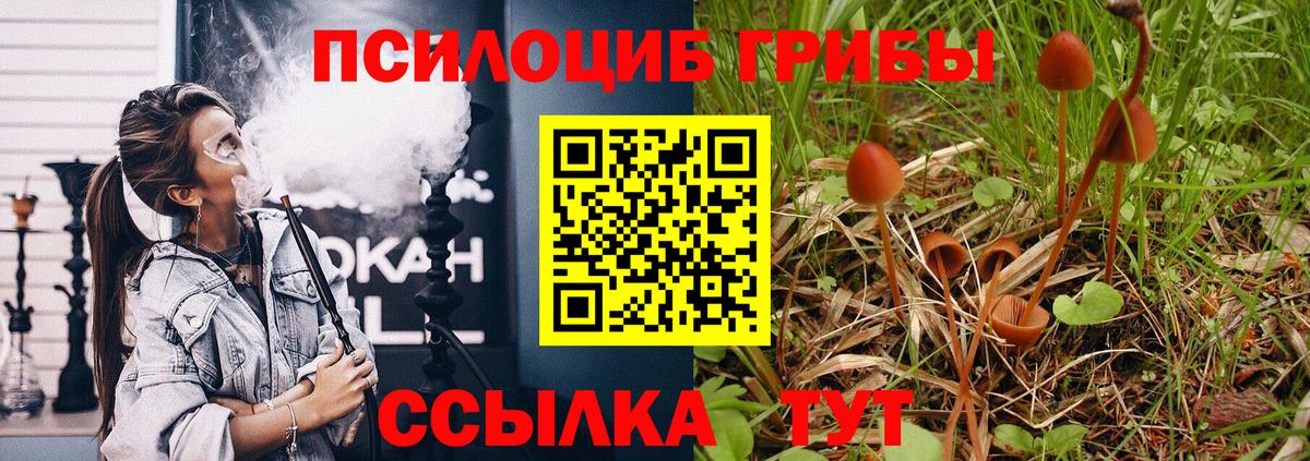 Галлюциногенные грибы мицелий  Вход с VPN  Вышний Волочёк  Галлюциногенные грибы Psilocybe 